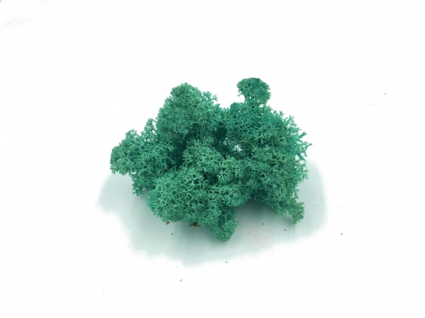 Reindeer Moss 5 kg Wholesale Box - Purified - Turquoise - Norwegian